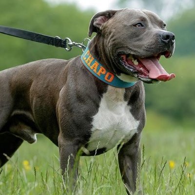 RICH D. The dog